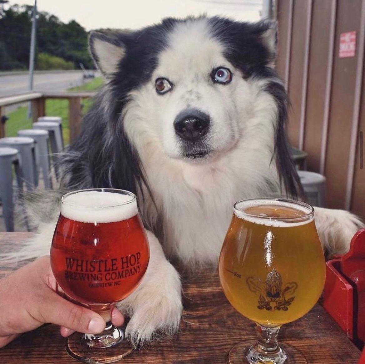 A husky at a patio table behind two glasses of Whistle Hop beer